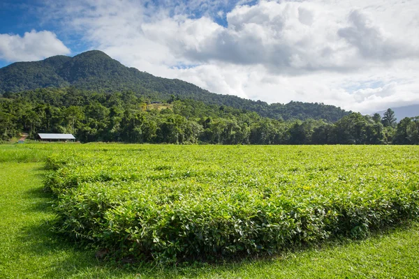 Daintree чайні плантації — стокове фото