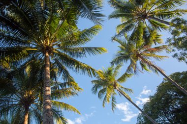 Palm Cove ağaçlar