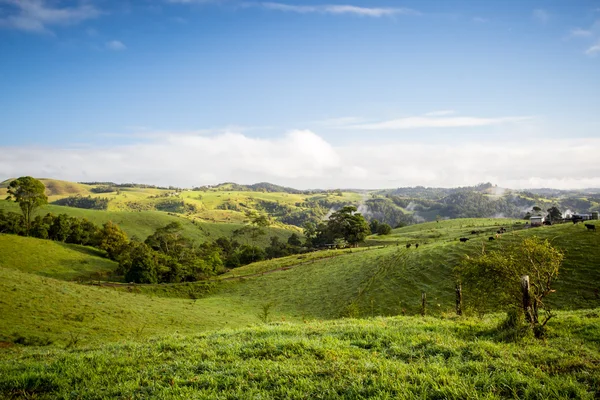 Atherton Tablelands em uma manhã enevoada — Fotografia de Stock