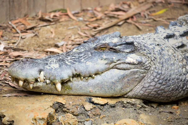 Exibição de crocodilo de Queensland — Fotografia de Stock