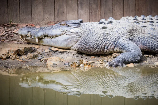 Exibição de crocodilo de Queensland — Fotografia de Stock