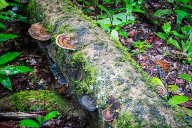 Mossman Gorge görünümü