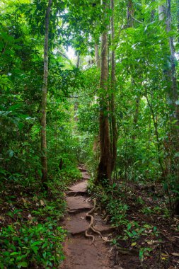 Mossman Gorge görünümü