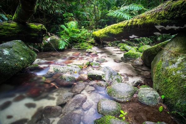 Moosschlucht — Stockfoto