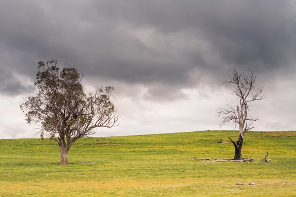 Bomen in de buurt van bothwell op een stormachtige middag — Stockfoto