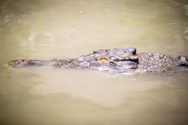 Crocodilo espera por presa — Fotografia de Stock