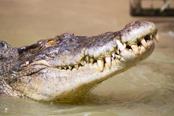 Crocodilo espera por presa — Fotografia de Stock