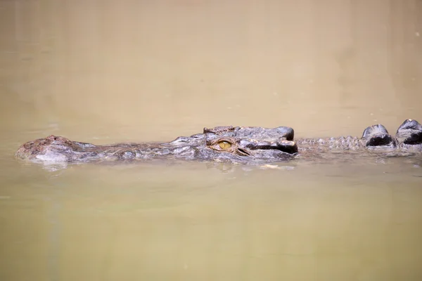 Crocodilo espera por presa — Fotografia de Stock