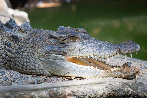 Crocodilo espera por presa — Fotografia de Stock