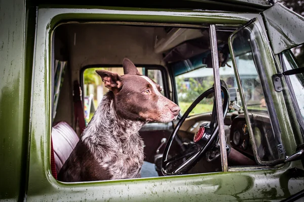 Anjing Kelpie Australia — Stok Foto