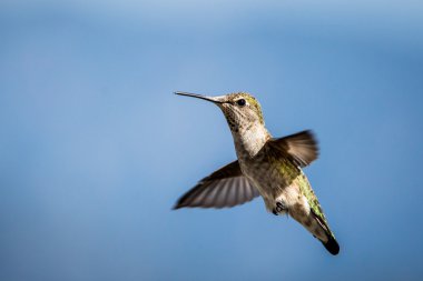 Kadın Annas sinek kuşu