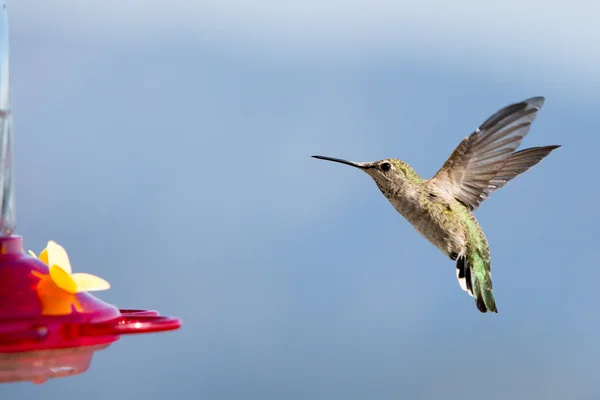 Annas Hummingbird Feminino — Fotografia de Stock