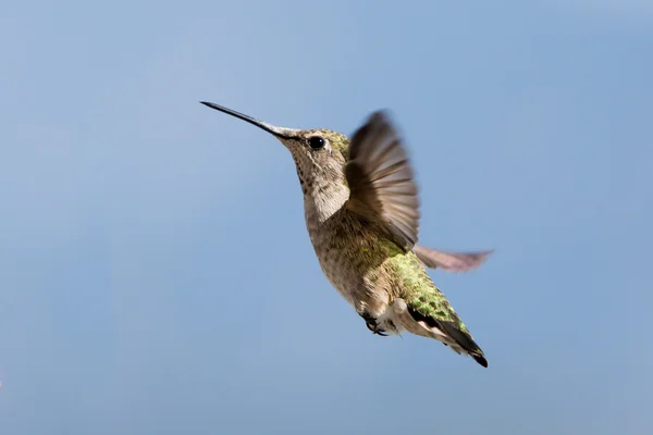 Annas Hummingbird Feminino — Fotografia de Stock