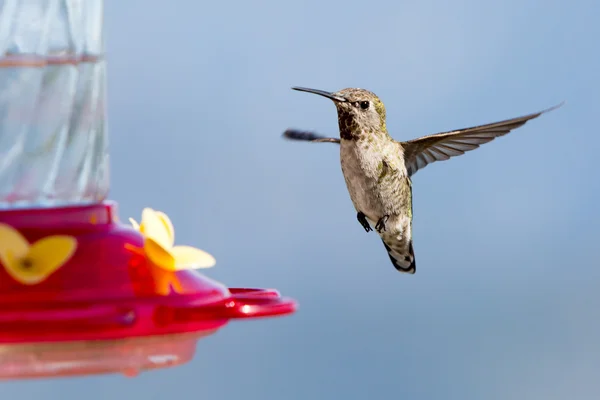 Annas Hummingbird Feminino — Fotografia de Stock