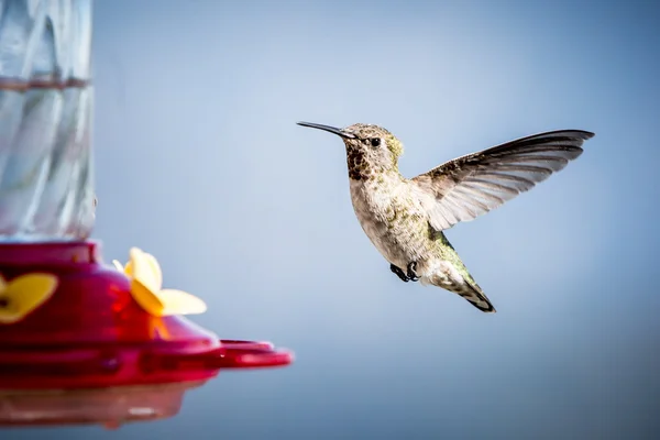 Annas Hummingbird Feminino — Fotografia de Stock