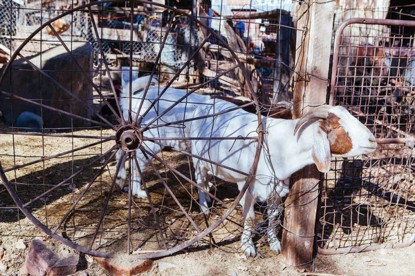 Goldkönigs-Minenmuseum in Arizona USA — Stockfoto