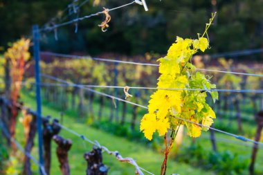 Avustralya 'da kış boyunca uykuda olan sarmaşıklar