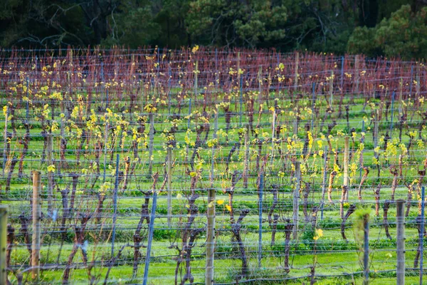 Sovende vinranker om vinteren i Australia – stockfoto