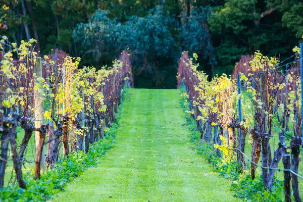 Dormant Vines During Winter in Australia — Stock Photo, Image