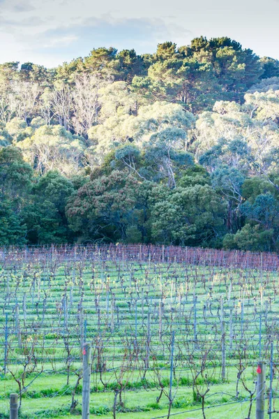 Dormant Vines During Winter in Australia — Stock Photo, Image