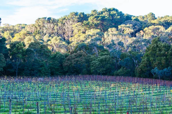 Slapende wijnstokken tijdens de winter in Australië — Stockfoto