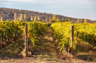 Avustralya 'daki King Valley Üzüm bağı