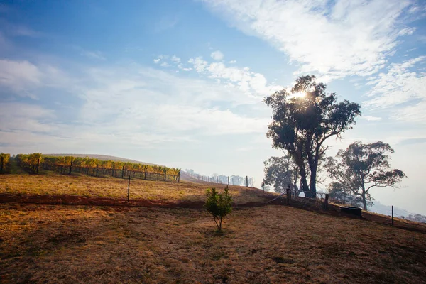 King Valley Vineyard na Austrália — Fotografia de Stock