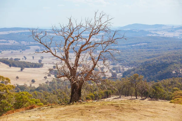 Paysage de King Valley en Australie — Photo