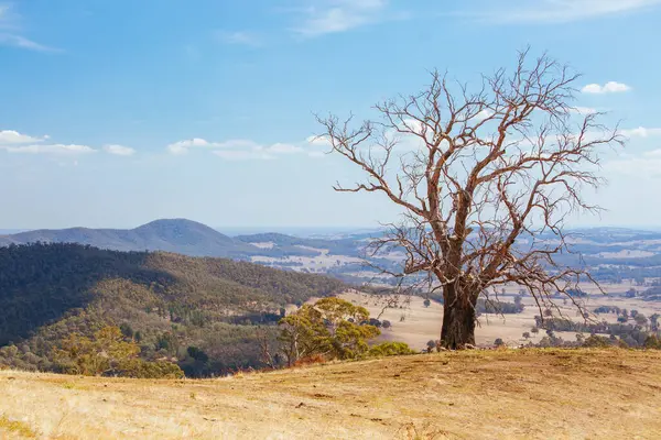 Paisagem de King Valley na Austrália — Fotografia de Stock