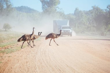 Emus Avustralya 'da Karşıya Geçiyor