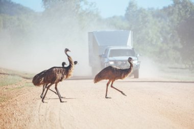 Emus Avustralya 'da Karşıya Geçiyor
