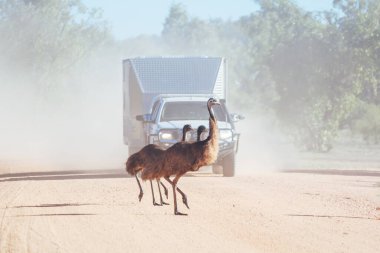Emus Avustralya 'da Karşıya Geçiyor