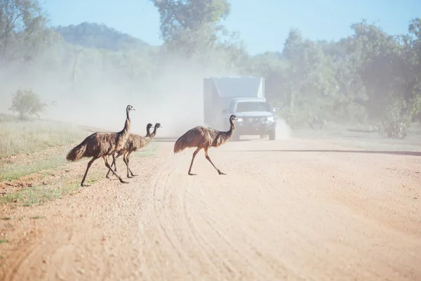 Emus Crossing a Road in Australia — Stock Photo, Image