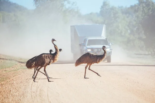 Emus Crossing a Road in Australia — Stock Photo, Image