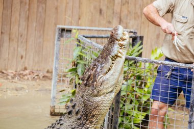 Avustralya 'daki Hartley Timsah Maceraları