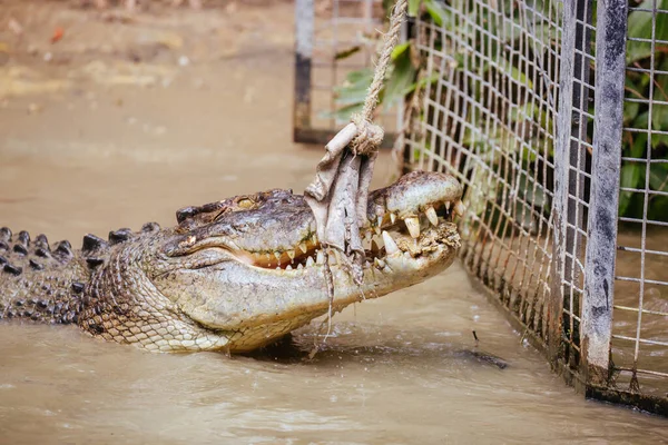 Hartleys Crocodile Adventures na Austrália — Fotografia de Stock