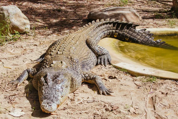 Crocodilo Queensland na Austrália Rural — Fotografia de Stock