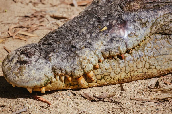 Crocodilo Queensland na Austrália Rural — Fotografia de Stock