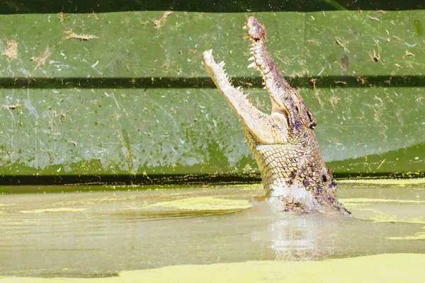 Crocodilo Queensland na Austrália Rural — Fotografia de Stock