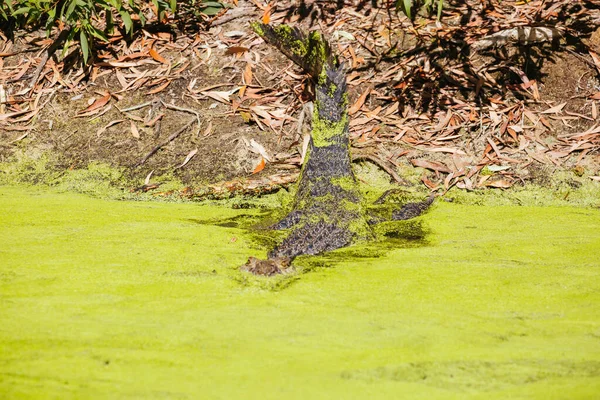 Queensland Krokodil på landsbygden Australien — Stockfoto