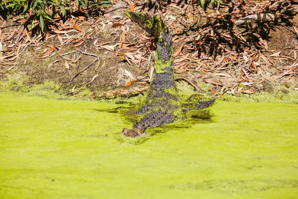 Queensland κροκόδειλος στην αγροτική Αυστραλία — Φωτογραφία Αρχείου