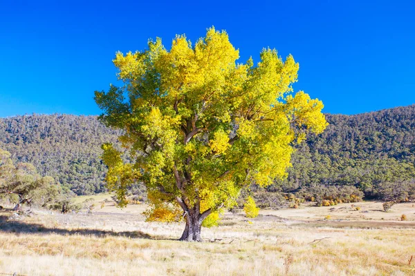 Montanhas nevadas Paisagem na Austrália — Fotografia de Stock