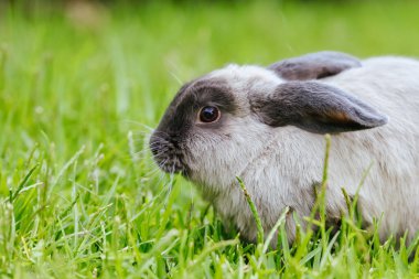 Bir Lop Rabbit Long Grass 'ın dışında