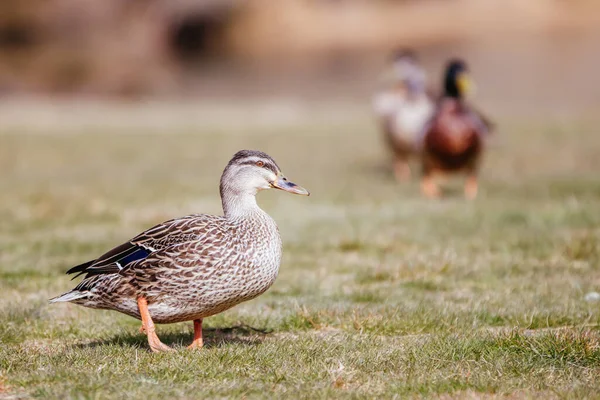 Wild Duck in New Zealand — Stock Photo, Image