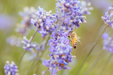 Avustralya 'da Lavanta Arısı