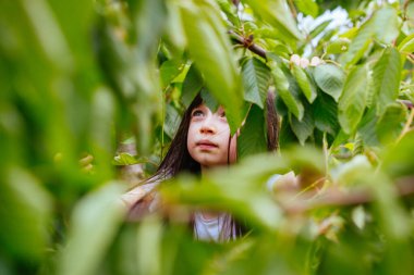 Avustralya 'da Ağaçta Taze Kirazlar