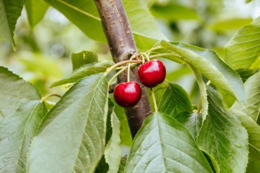 Avustralya 'da Ağaçta Taze Kirazlar