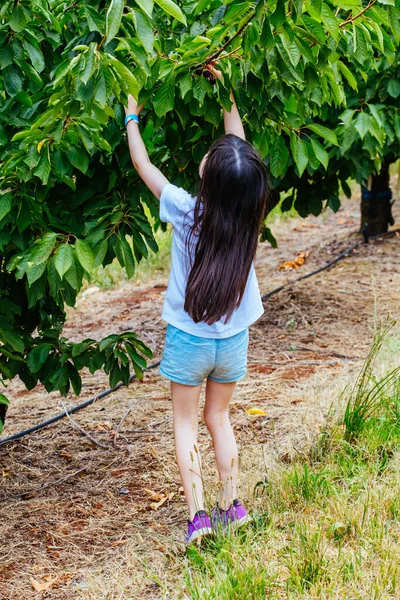 Fresh Cherries on Tree in Australia — Stock Photo, Image