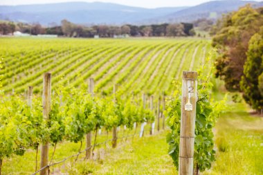 Avustralya 'daki Yarra Vadisi Üzüm bağı