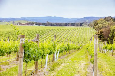 Avustralya 'daki Yarra Vadisi Üzüm bağı